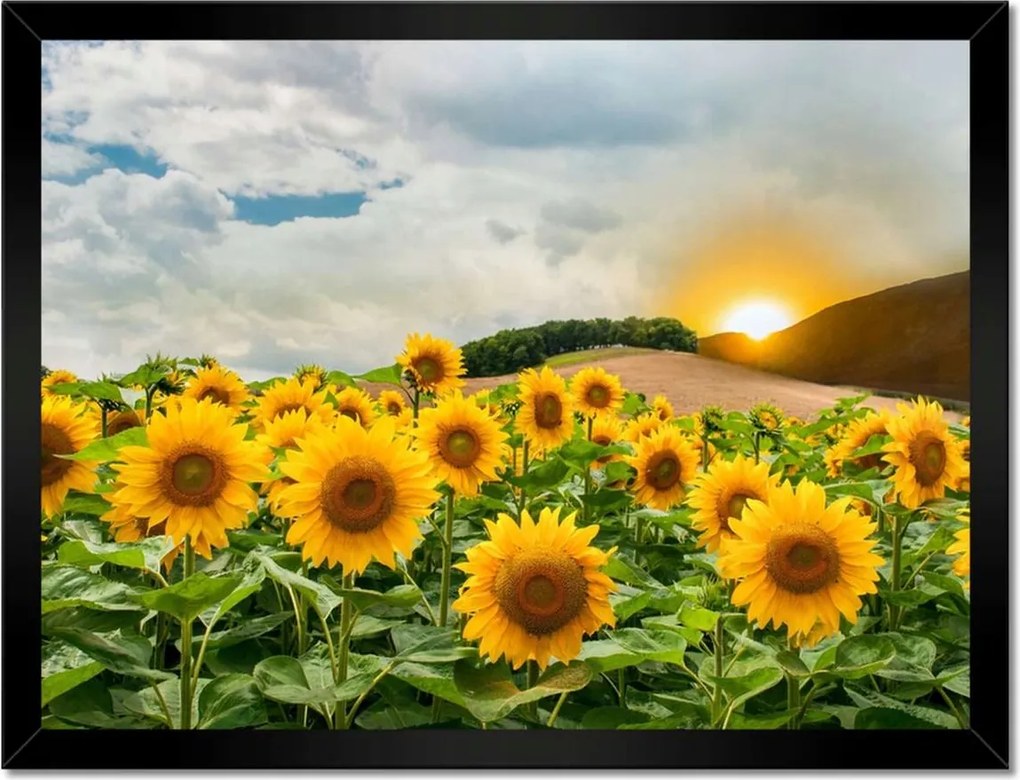 Poszterek keretben 40x30 Tájkép Napraforgók