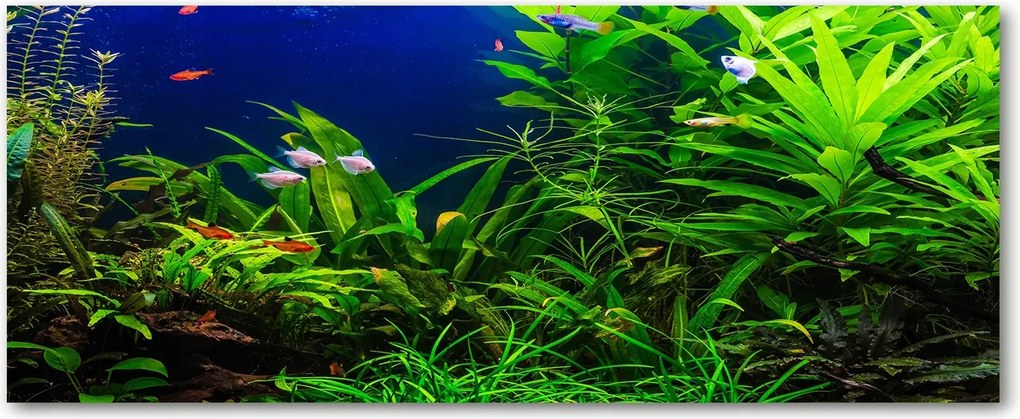 Lacobel üveg fotó nyomtatással Halak az akváriumban XXL