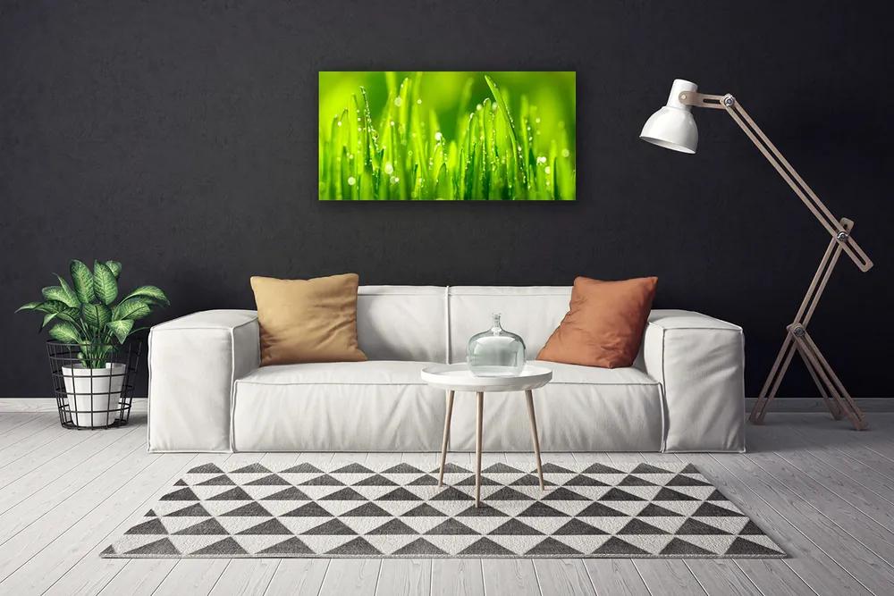 Vászonkép falra Green Grass Dew Drops 140x70 cm