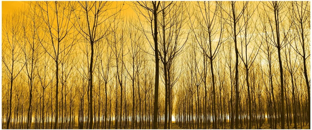 Kép - Faültetvény (120x50 cm)