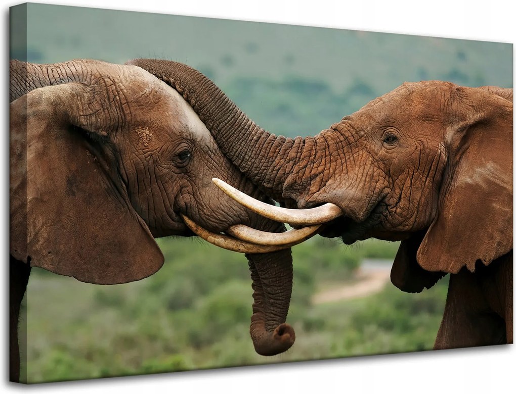 Vászonkép Elefántpár Közel egymáshoz Természet Szépség Természet 80x50 cm