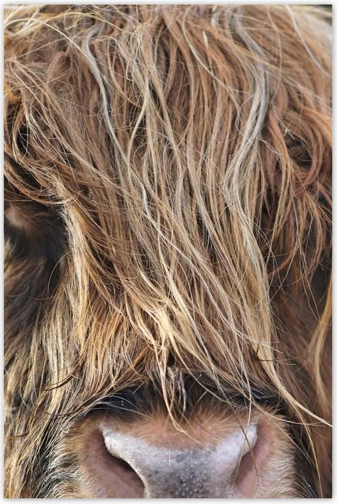 Plakátok 80x120 Skót tehén szarvval