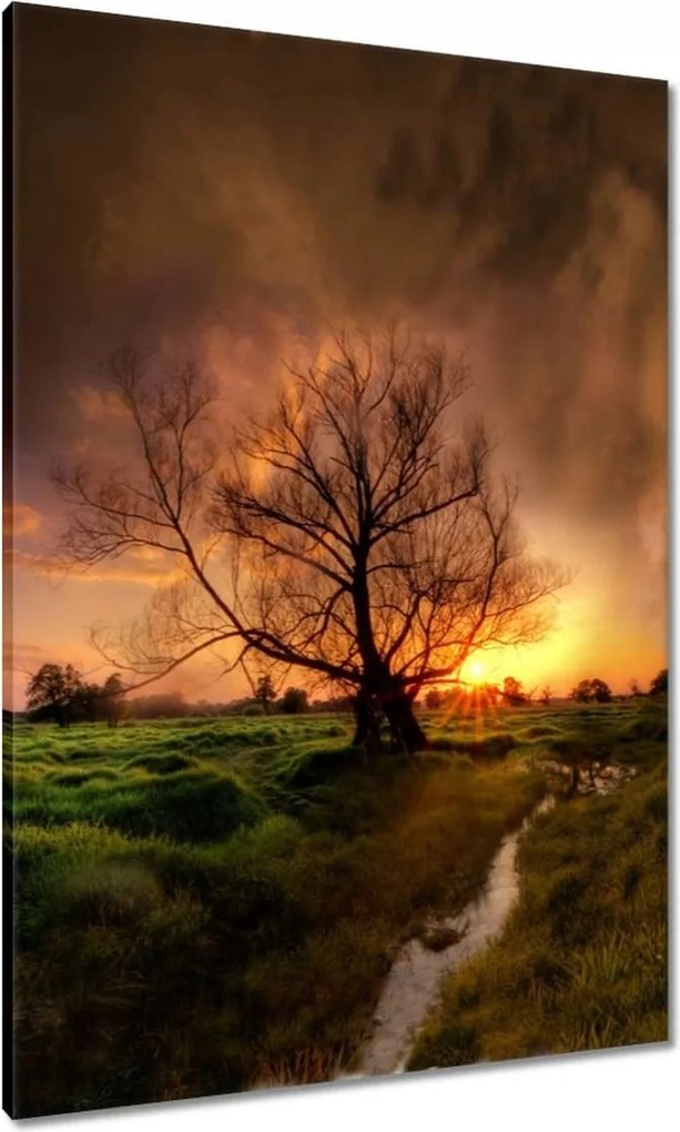 Vászonkép 70x100 Tölgy a croissant-ban Nyugat