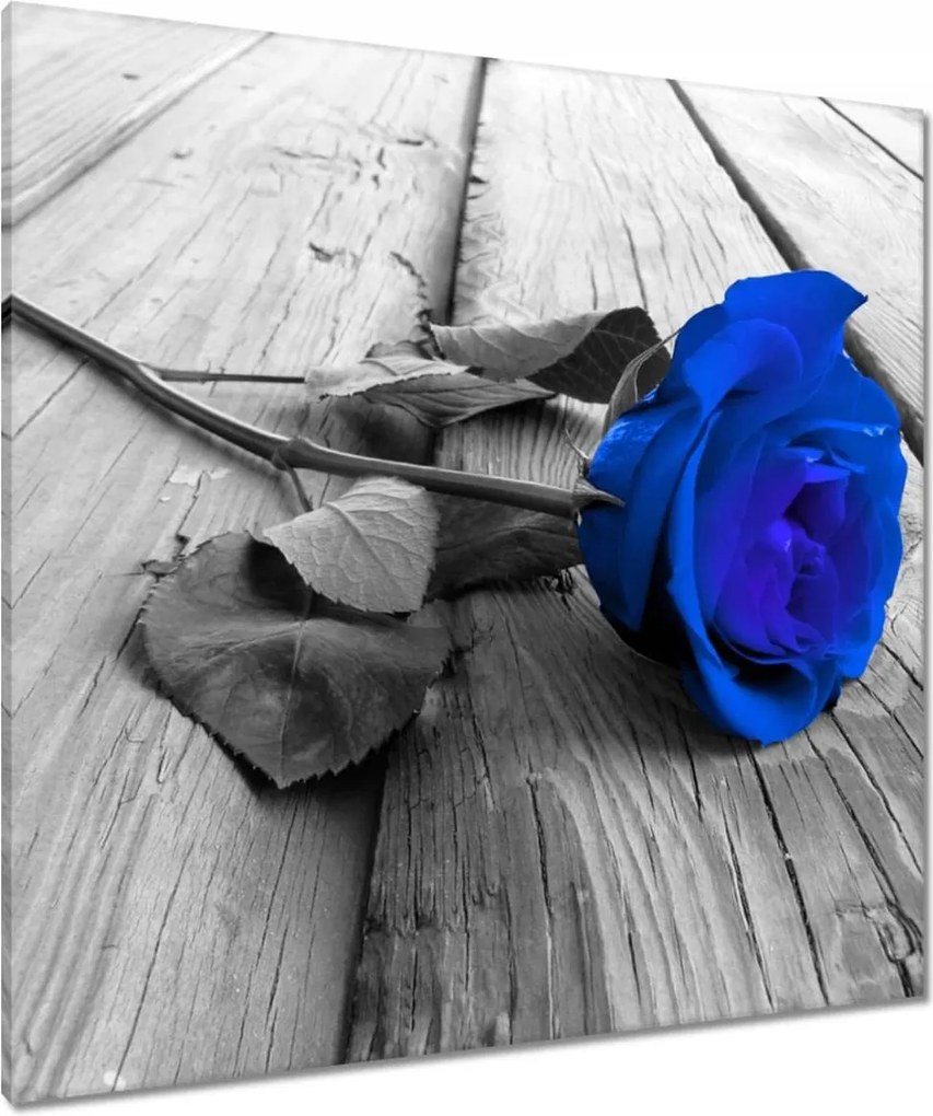 Vászonkép 90x90 Tintarózsa