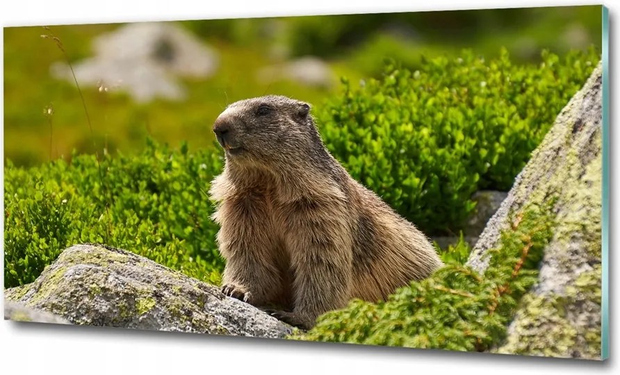 Fotó-üvegkép Tátrai mormota 100x70