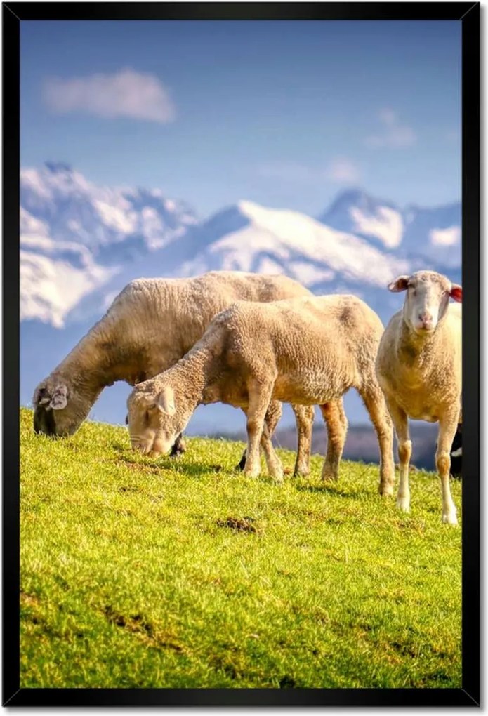 Poszterek keretben 40x60 Juh legeltetés Bárányok