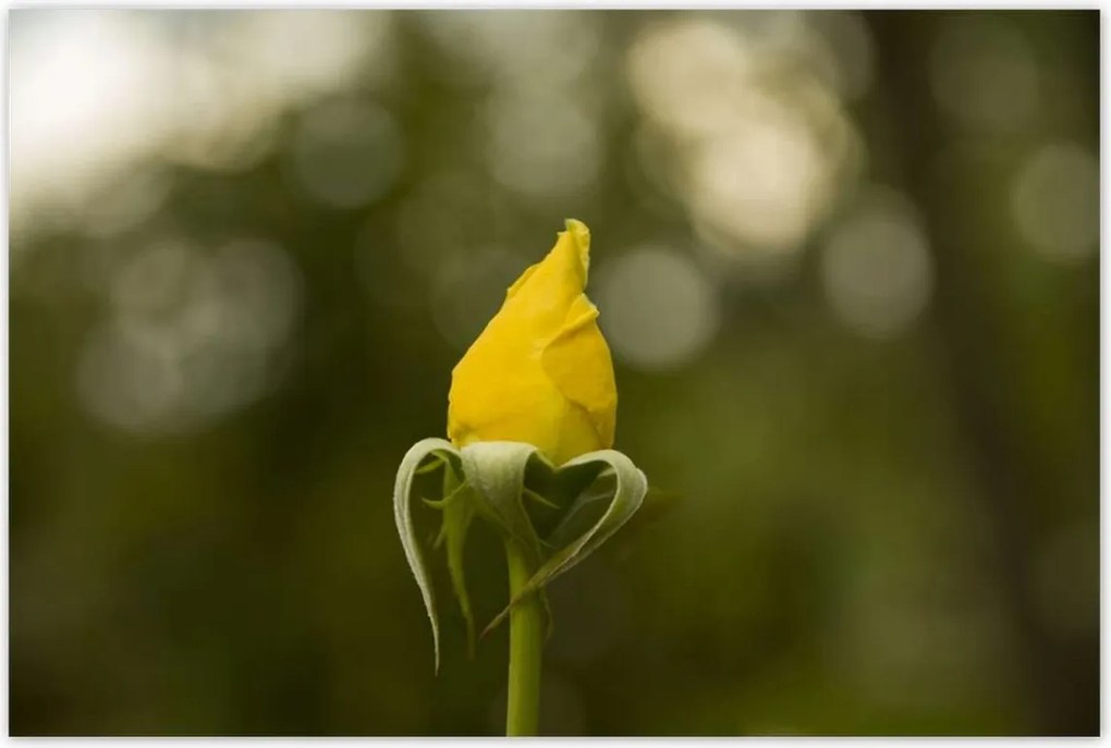 Poszterek 120x80 Sárga rózsa