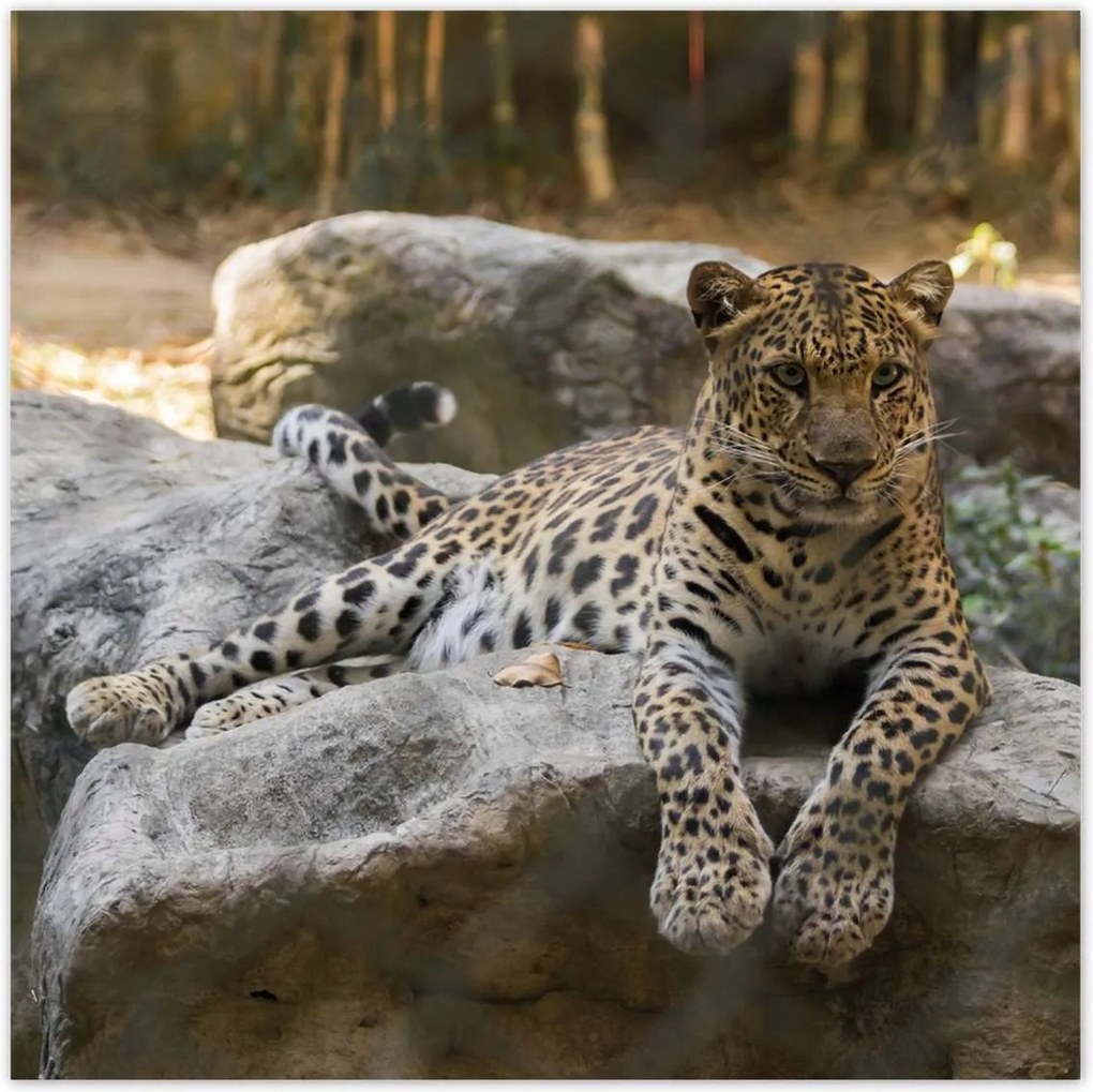 Poszterek 100x100 Leopárd