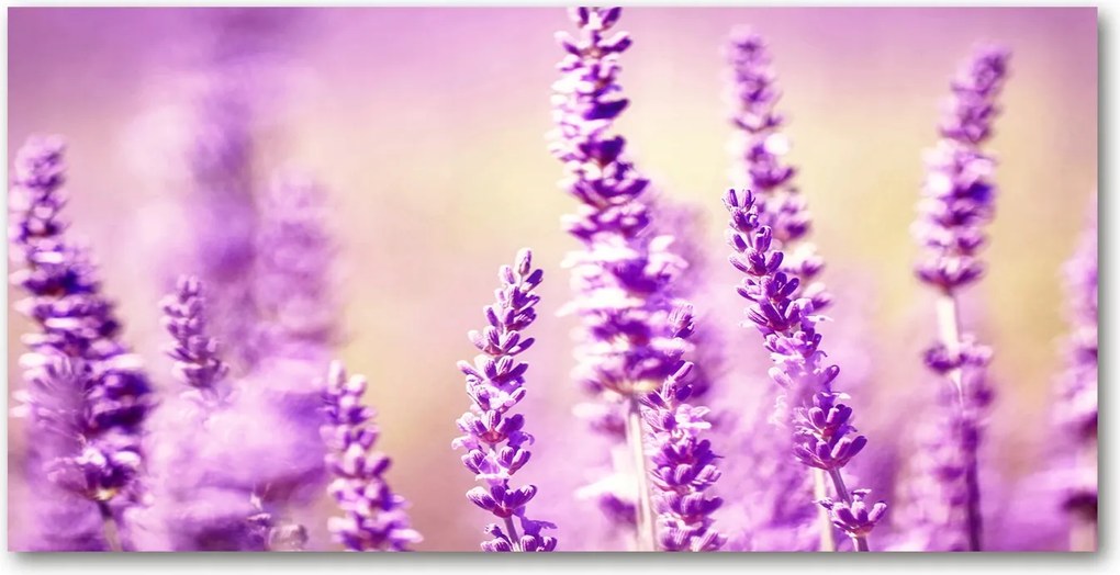 Üvegpanel konyhába Levendula 140x70 cm Ragasztó