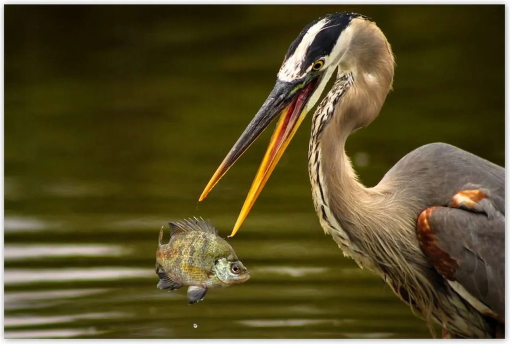 Poszterek 120x80 Kalapos madár Tájkép Kilátás