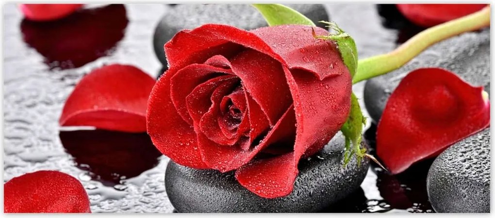 Fotótapéták 211x91 Vörös rózsa Neki