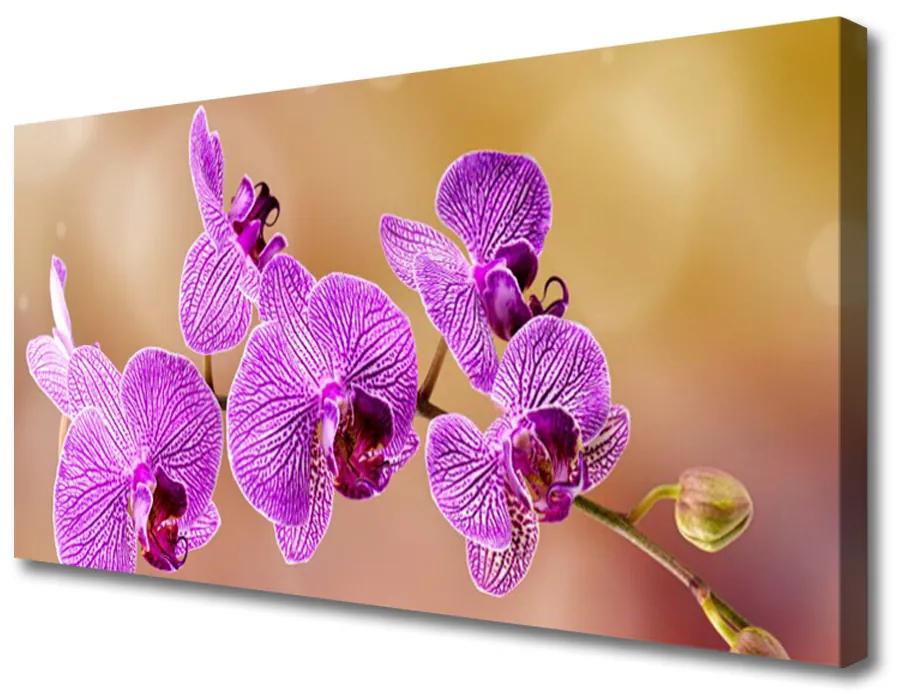 Vászonfotó Rügyek orchidea virágok Természet 100x50 cm