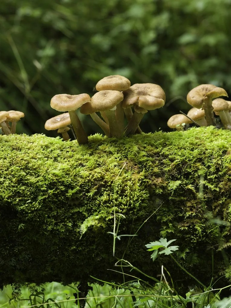 Poszter 60x80cm Gomba, Assaf Frank