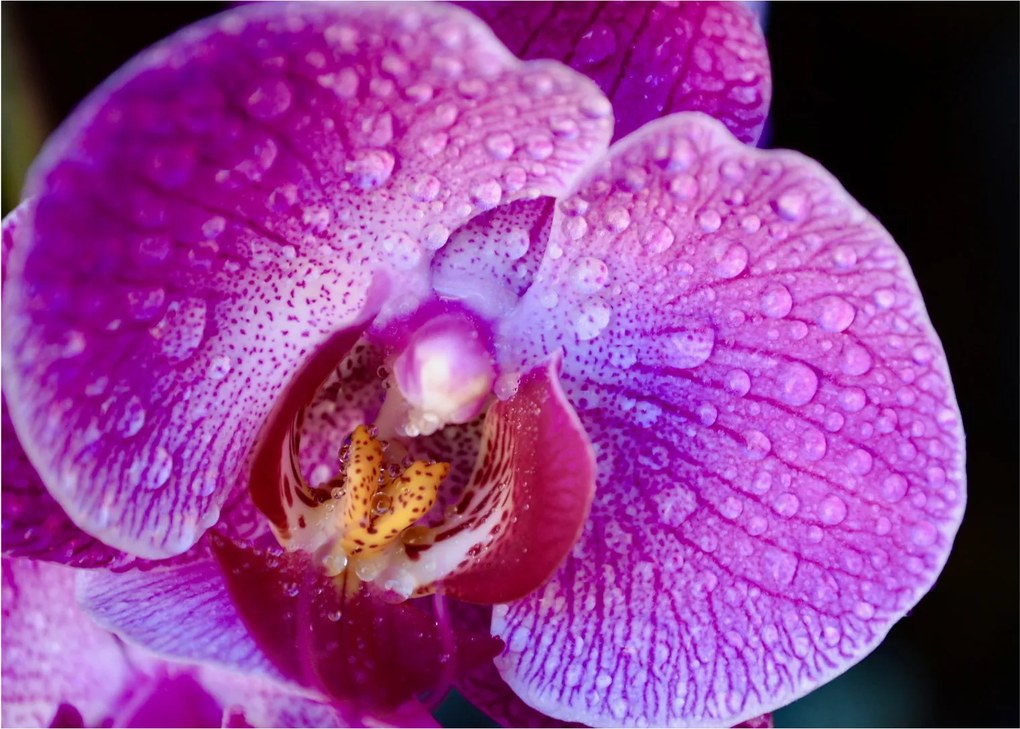 Részletes kép az orchidea virágról (70x50 cm)