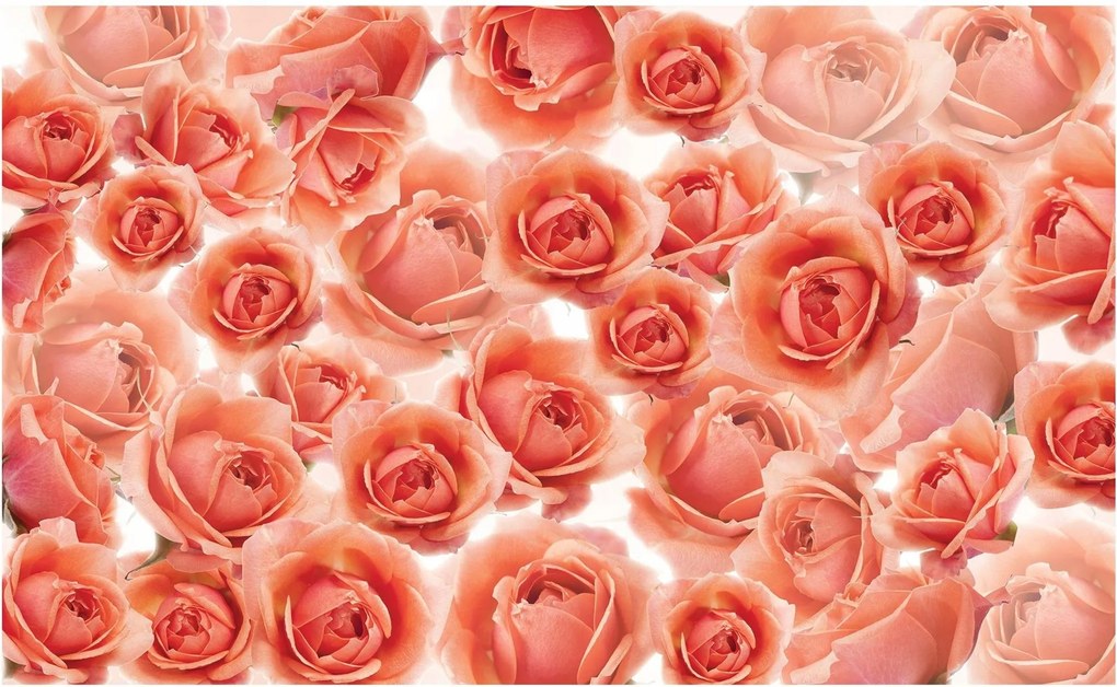 Fotótapéta rózsa virágok fotótapéta 254 x 184