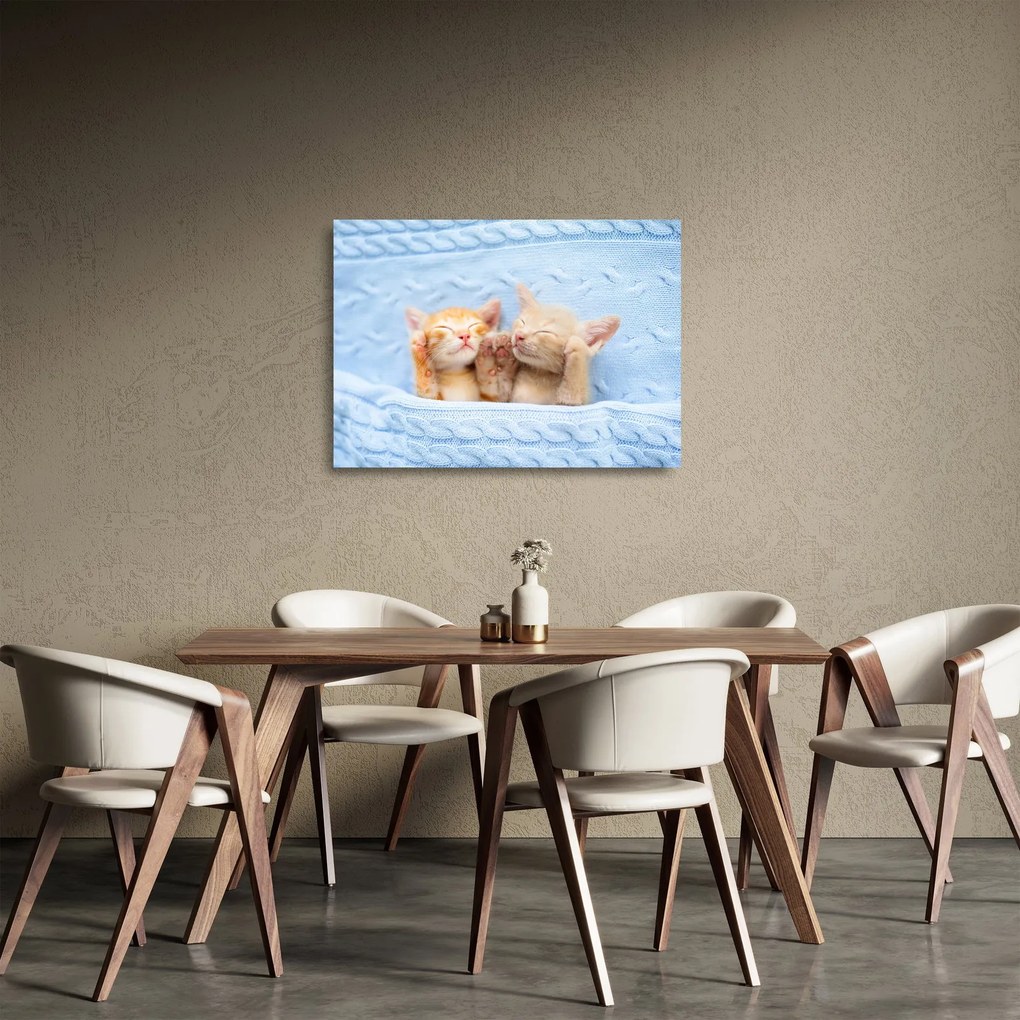 Üveg kép - Alvó cicák (70x50 cm)
