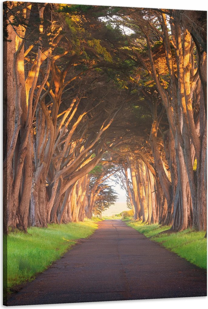 Vászonkép Út a fák között Természet 60x90 cm