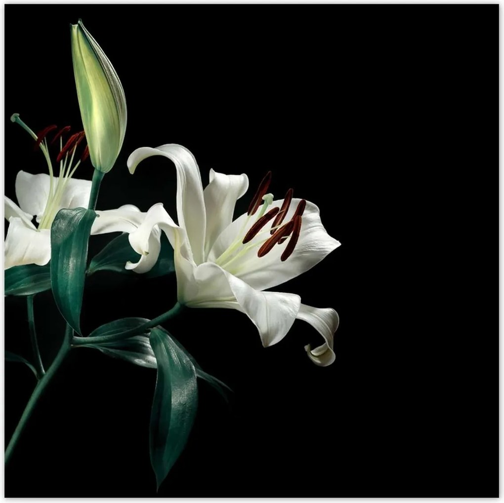 Poszterek 140x140 Gyönyörű fehér liliom