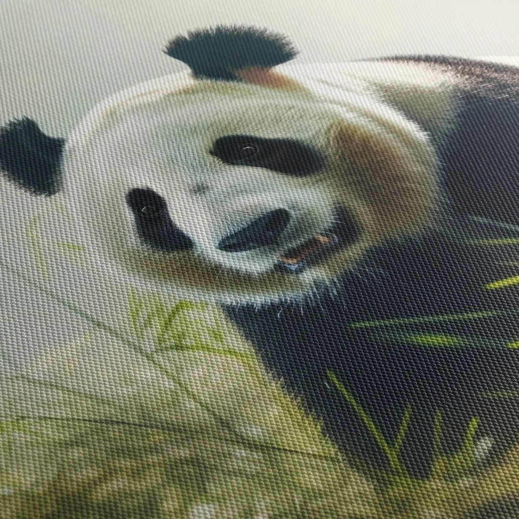 Kép - Panda (70x50 cm)
