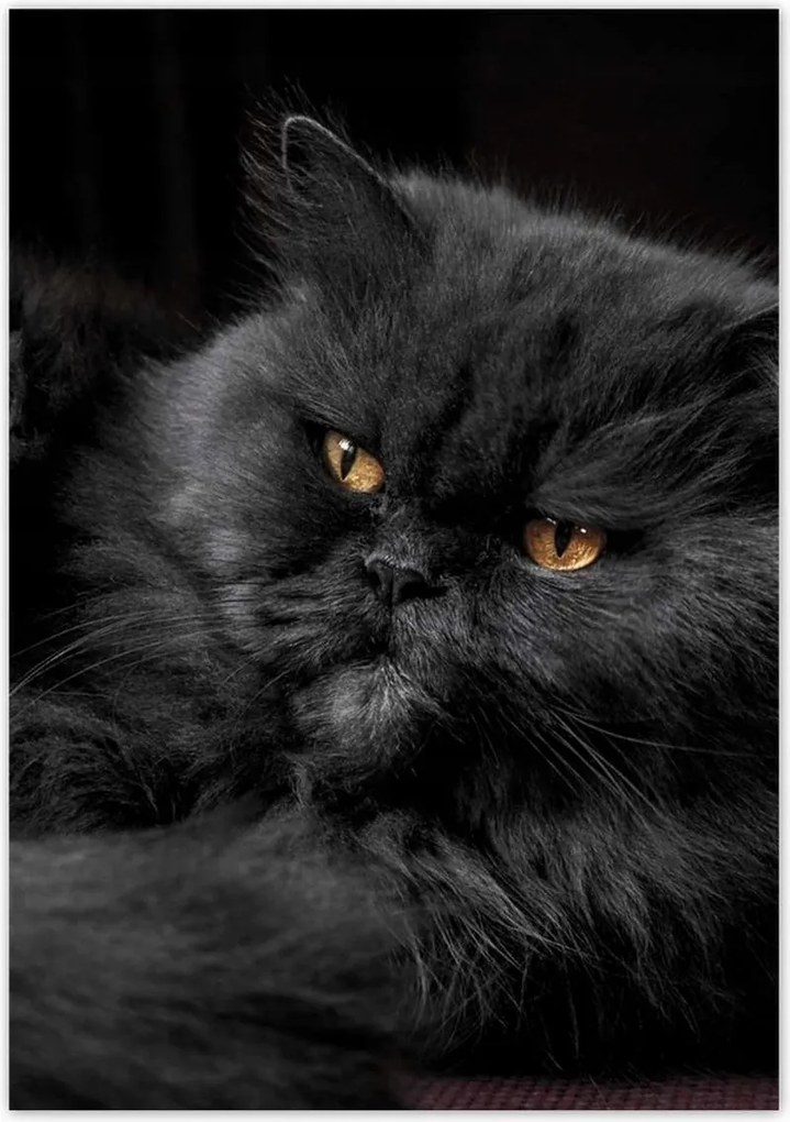 Poszterek 70x100 Cica Cicák