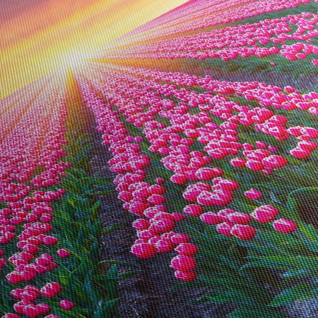 Tulipán mező és a nap képe (150x105 cm)