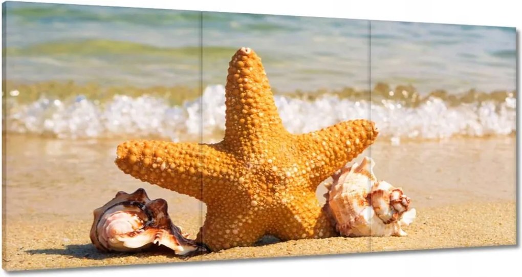 Vászonkép 60x30 Tengeri csillag és kagylók