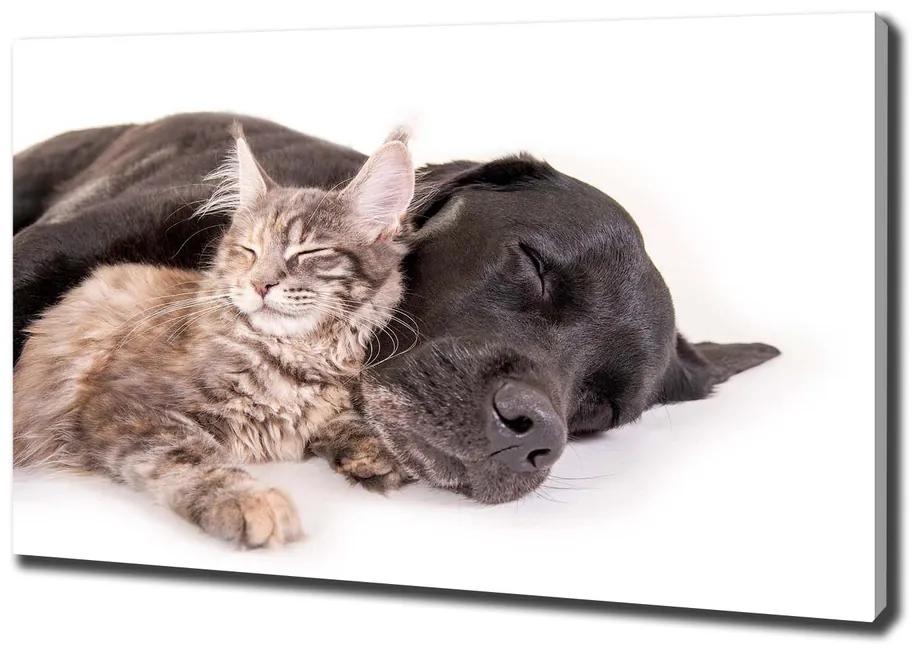 Vászonkép Macskák és kutyák pl-oc-100x70-f-91792125