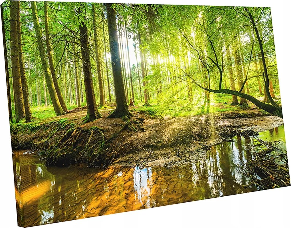 Vászonnyomat erdei fák köd természet 120x80