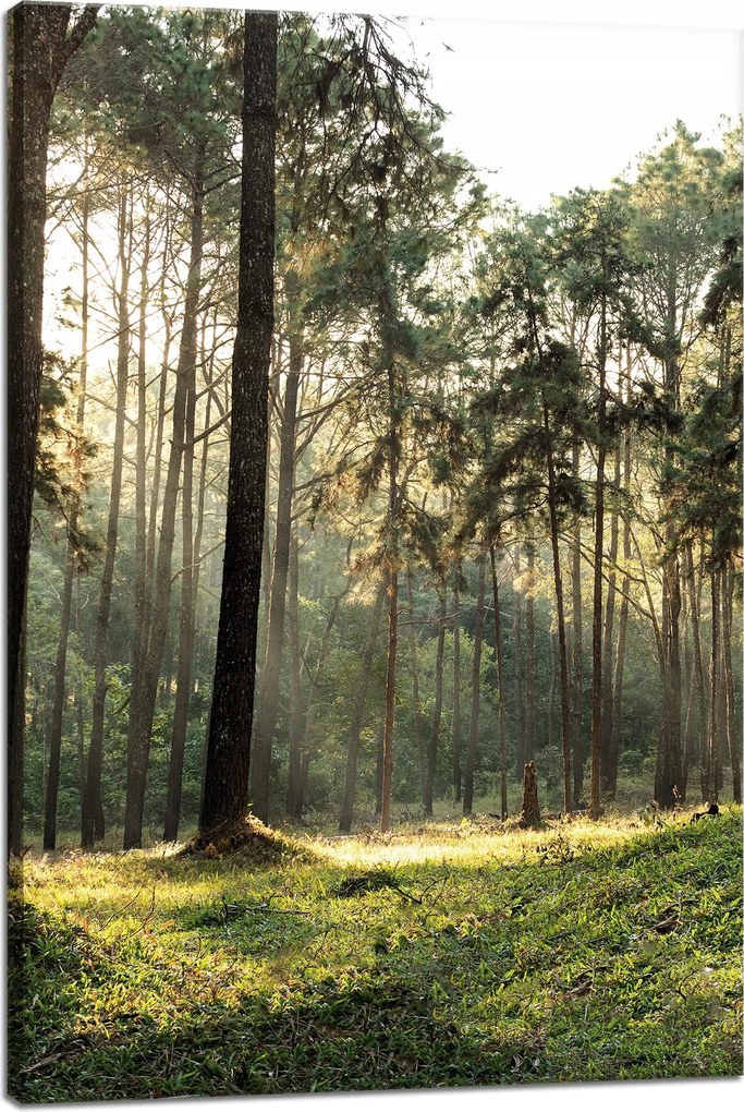 Vászonkép Erdő Fák Nap Természet 40x60 cm
