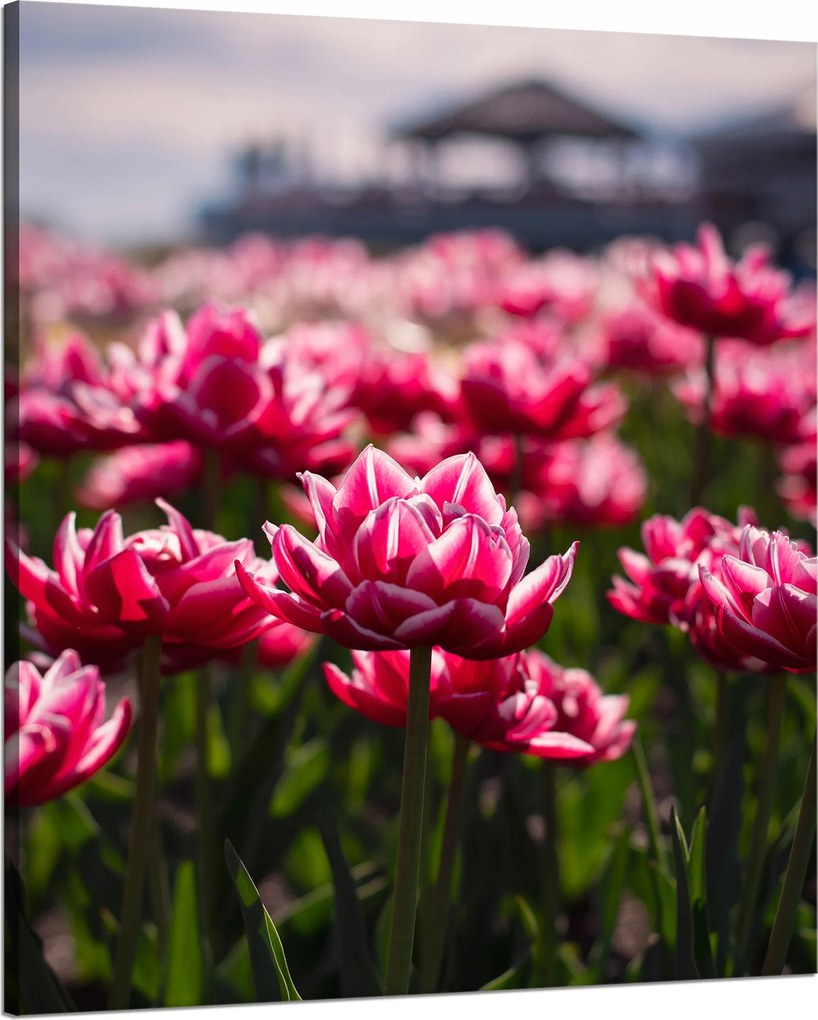 Botanika Vászonkép Tulipánmező 80x100 cm