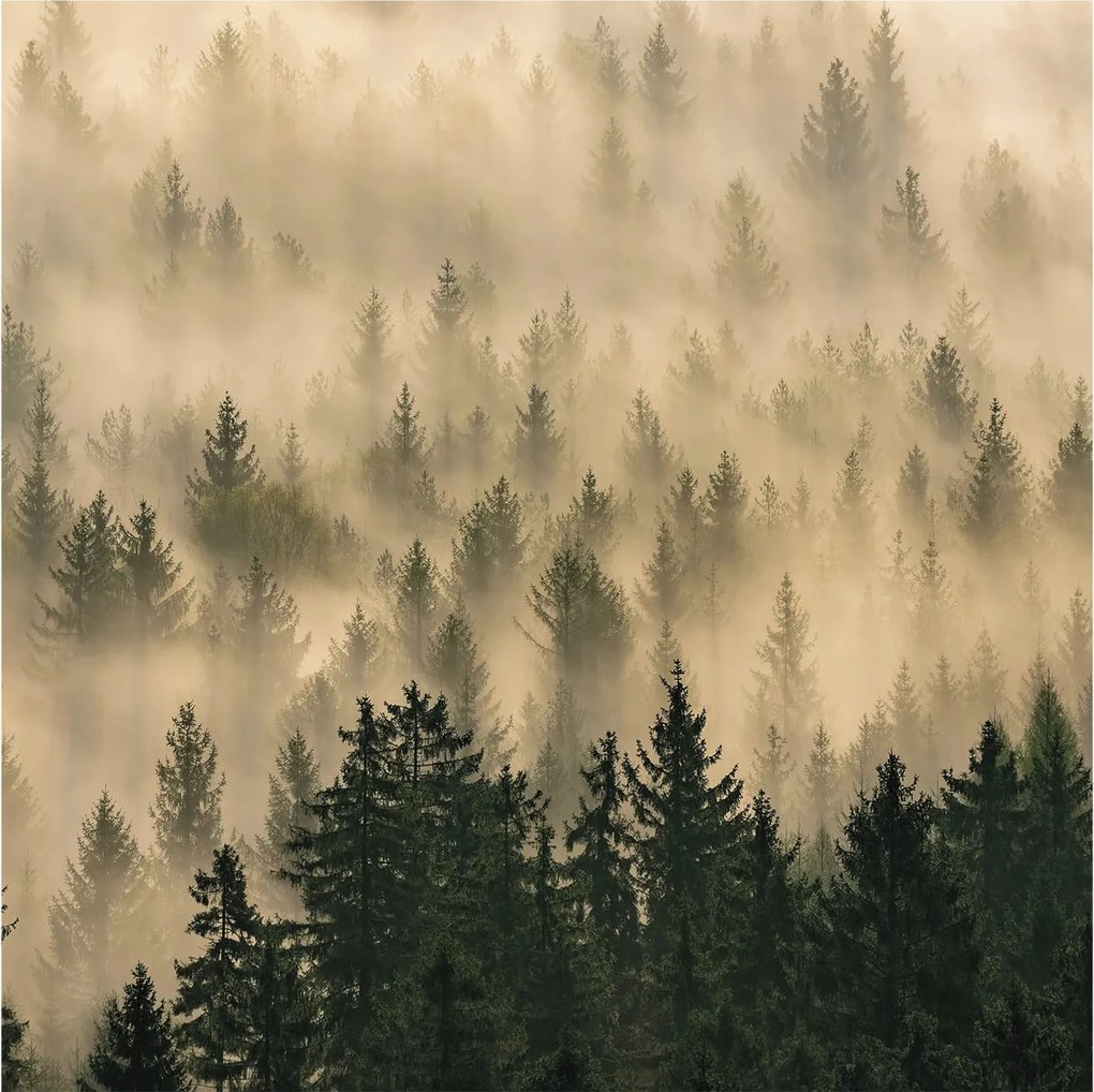 Flizelin Dekoratív fotótapéta Hálószobába Erdei köd 250x250 Ragasztó