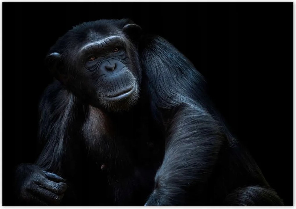 Poszterek 100x70 Egy erős csimpánz portréja