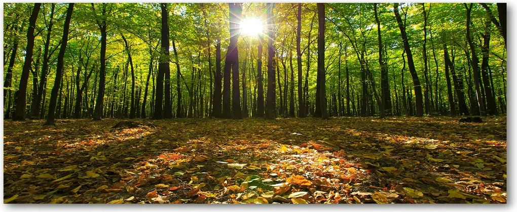 Edzett üveg panel a szekrények között Erdő XXL