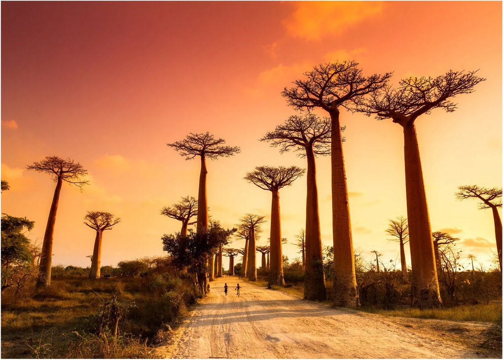 Üveg kép - Naplemente a Baobab Alley-ben (70x50 cm)
