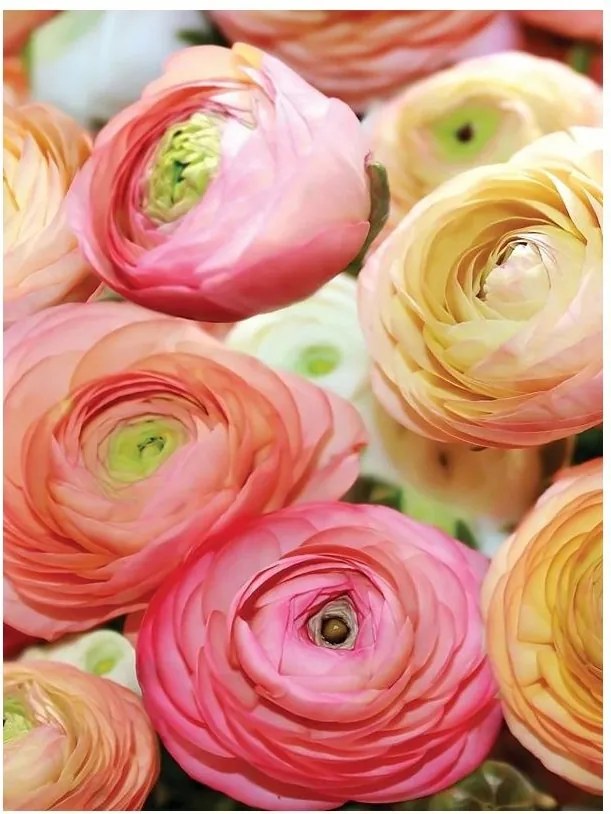 Fotótapéta virágok fotótapéta falra 184 x 254