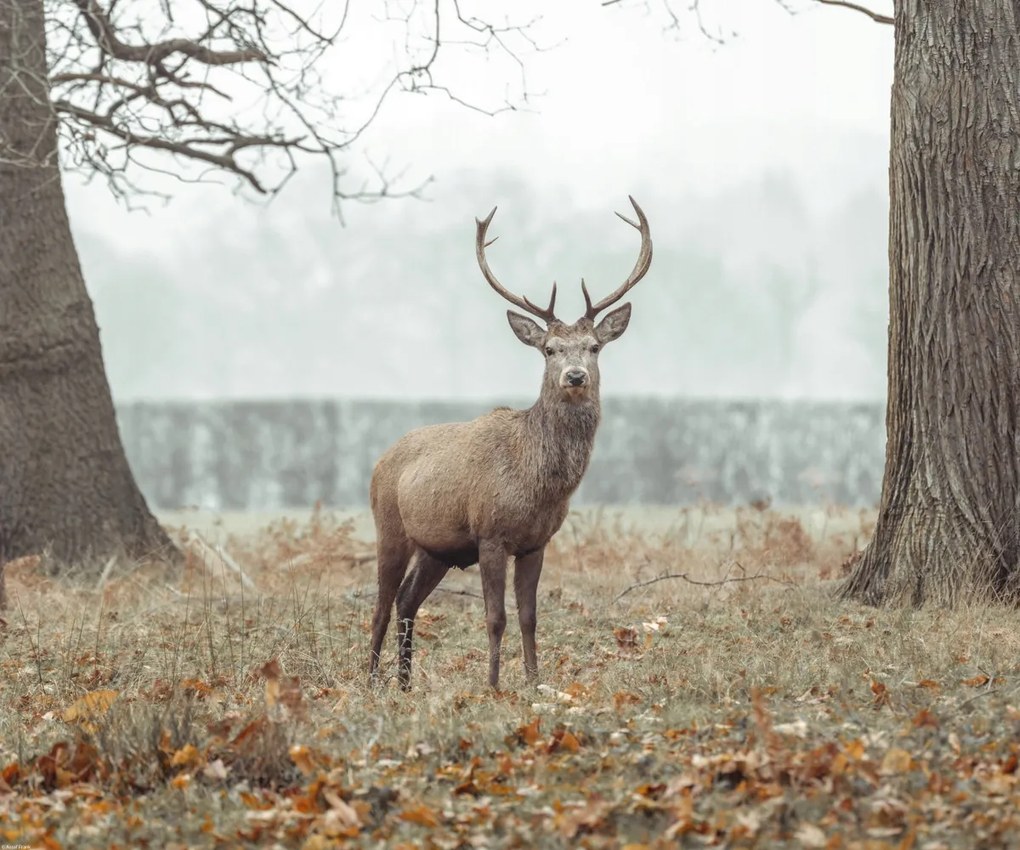 Poszter 60x50cm Szarvas az erdőben, Assaf Frank