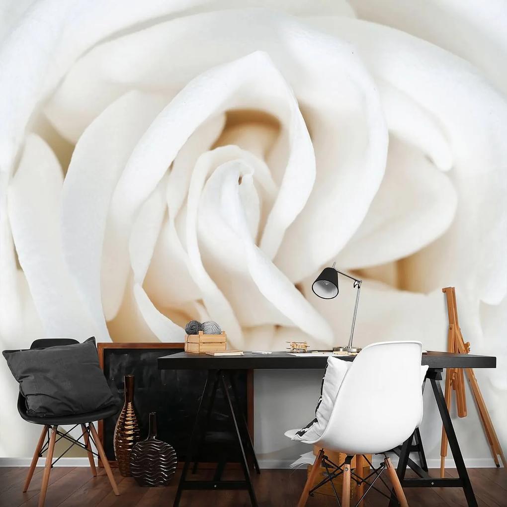 Fotótapéta - Dehér rózsa (152,5x104 cm)