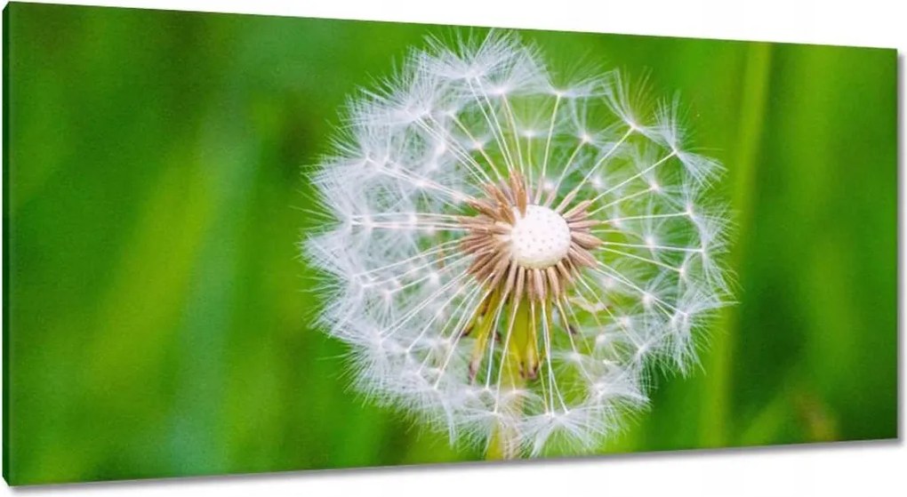 Vászonkép 115x55 Pitypang Virág Virágok