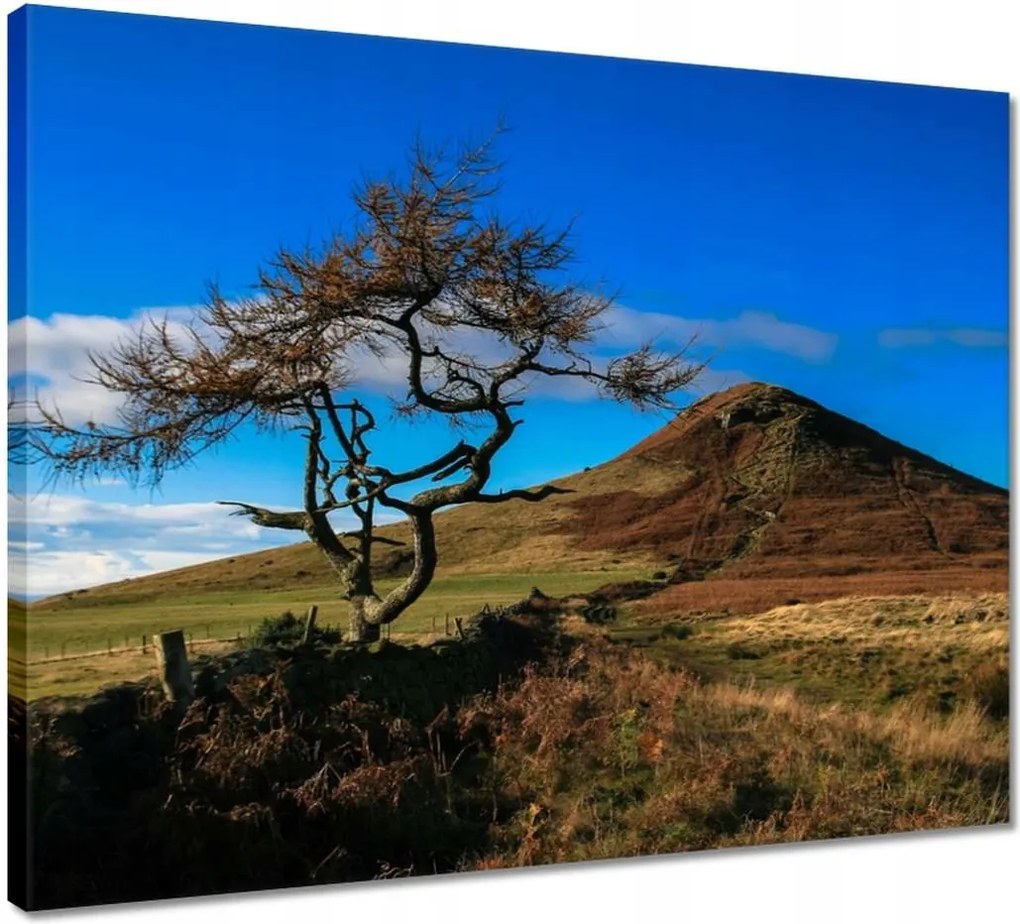 Vászonkép 50x40 Elpusztíthatatlan fa