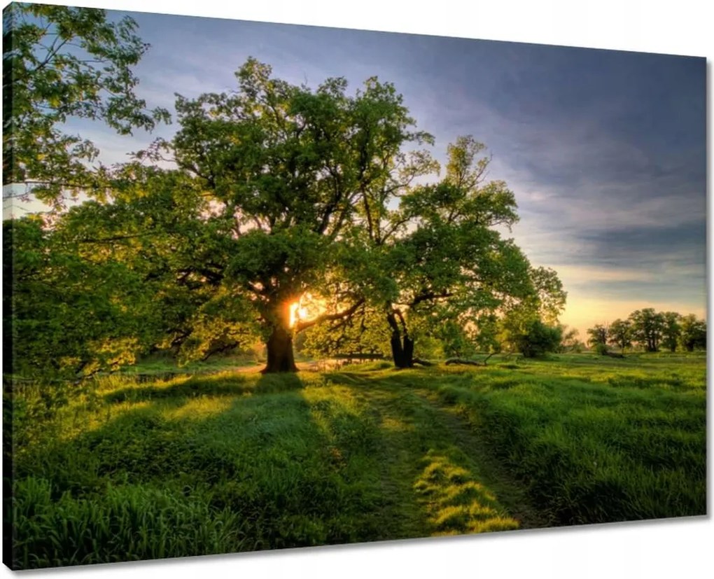 Vászonkép 70x50 Rogalin tölgyek