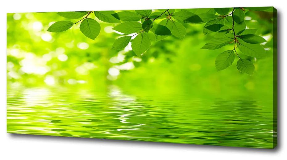 Vászonkép nyomtatás Zöld levelek pl-oc-125x50-f-41296480