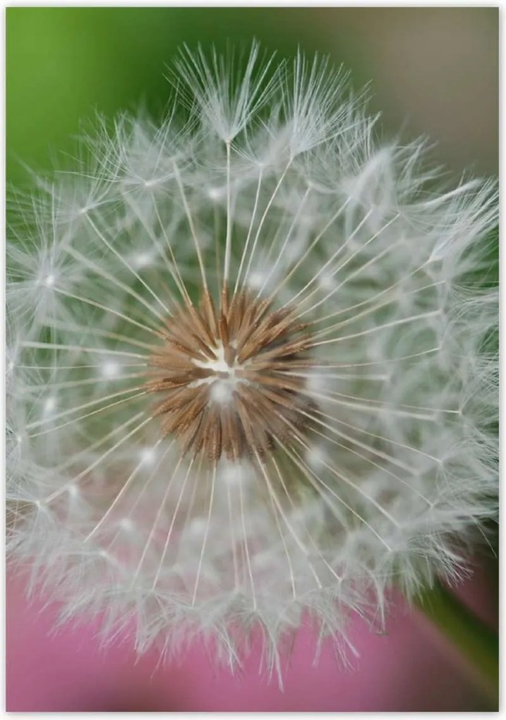 Poszterek 70x100 Pitypang Virág Virágok