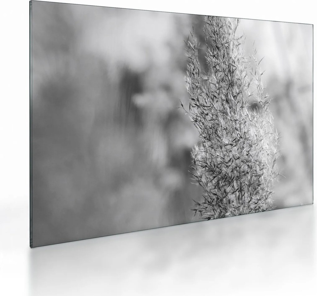 Üveg kép - Boho pampafű (70x50 cm)