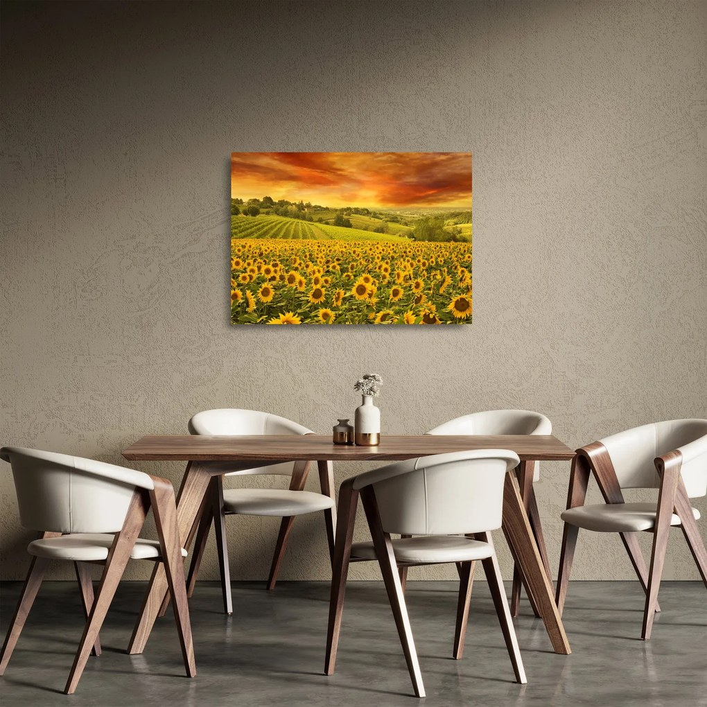 Üveg kép - Napraforgó mező (70x50 cm)