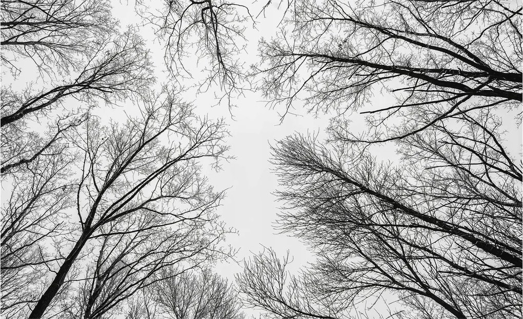 Dekoratív fotótapéta irodába Meztelen ágak 416x254 Ragasztó