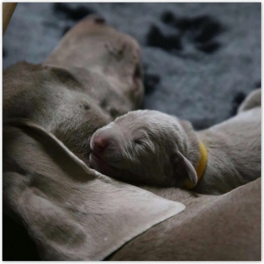 Poszterek 30x30 Kutya Kutyák