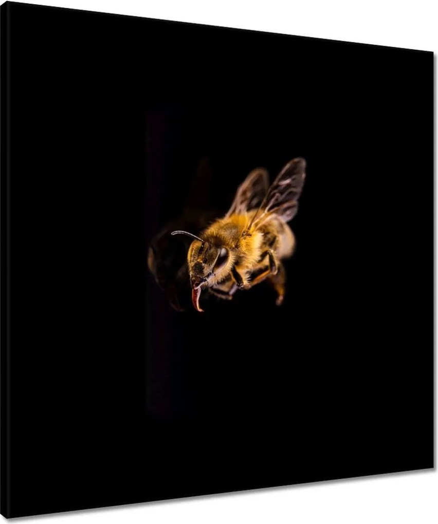 Vászonkép 60x60 Döglött mézes méh