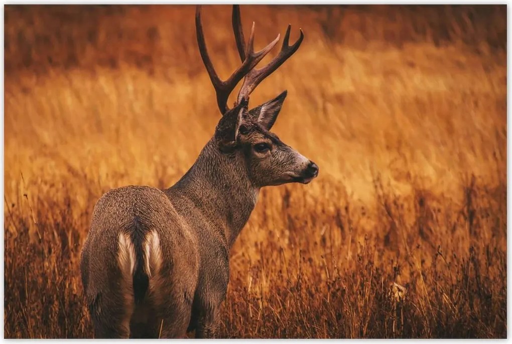 Poszterek 120x80 Szarvas a természetben Vadászat