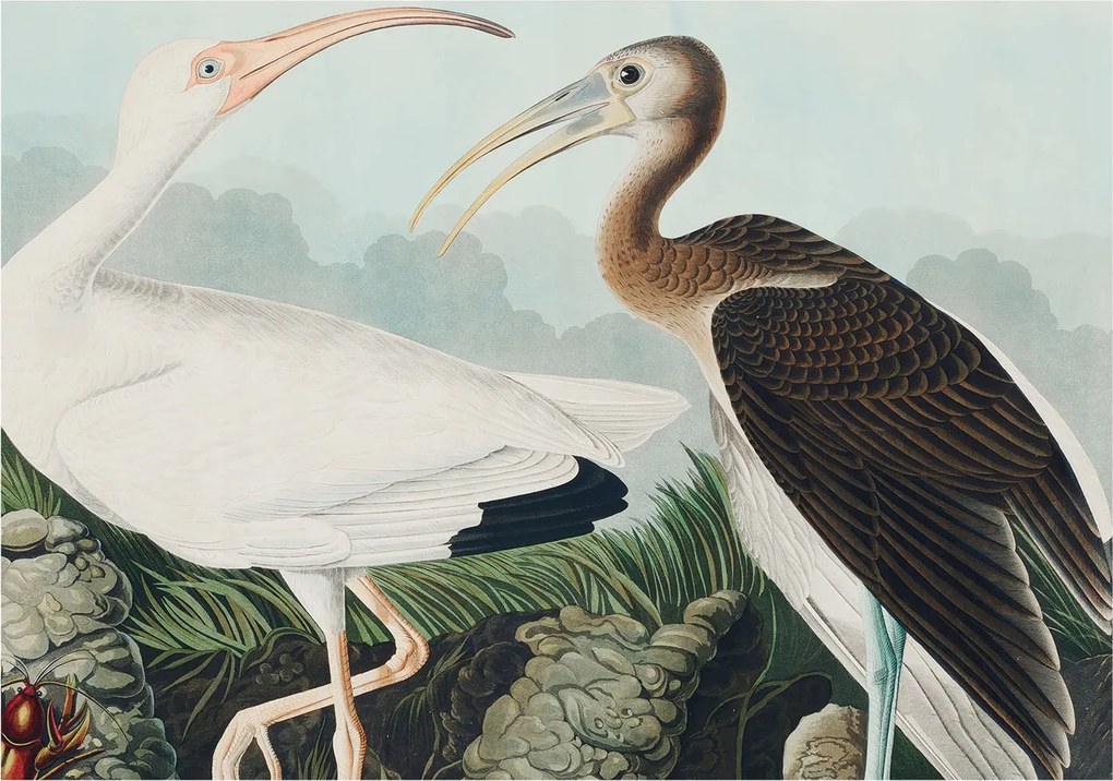 Flizelin tapéta falra Prémium madár pár 208x146 ragasztó