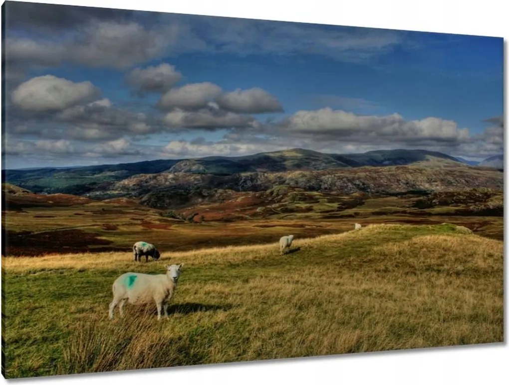 Festmények 120x80 Bárányok a legelőn